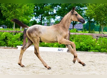 Andere Rassen, Merrie, 