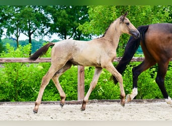 Andere Rassen, Merrie, 