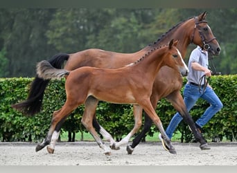 Andere Rassen, Merrie, veulen (05/2024)