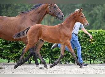 Andere Rassen, Merrie, veulen (05/2024)