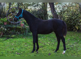 Andere Rassen, Merrie, veulen (05/2024), Zwartbruin