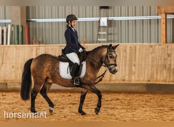 Andere Rassen, Ruin, 10 Jaar, 132 cm, Roodbruin