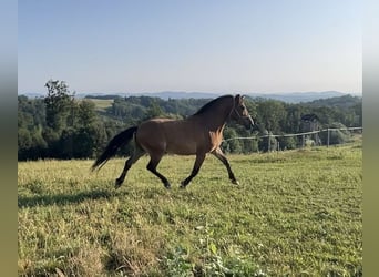 Andere Rassen Mix, Ruin, 10 Jaar, 140 cm, Bruin