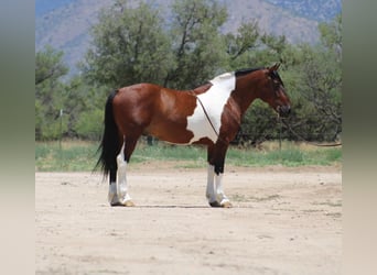 Andere Rassen, Ruin, 10 Jaar, 143 cm, Gevlekt-paard