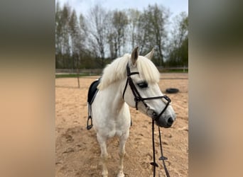 Andere Rassen, Ruin, 10 Jaar, 143 cm, Wit