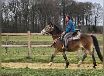 Andere Rassen Mix, Ruin, 10 Jaar, 152 cm, Bruin