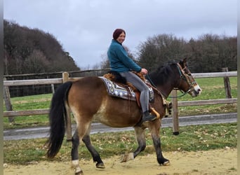 Andere Rassen Mix, Ruin, 10 Jaar, 152 cm, Bruin