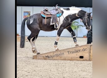 Andere Rassen Mix, Ruin, 10 Jaar, 154 cm, Gevlekt-paard