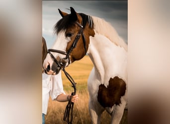 Andere Rassen Mix, Ruin, 10 Jaar, 160 cm, Gevlekt-paard