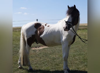 Andere Rassen Mix, Ruin, 10 Jaar, 160 cm, Gevlekt-paard