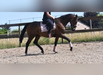 Andere Rassen, Ruin, 10 Jaar, 168 cm, Donkerbruin