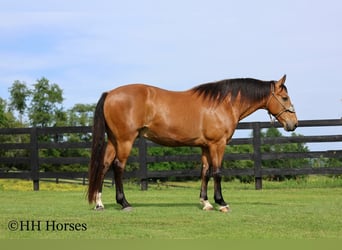Andere Rassen, Ruin, 10 Jaar, Buckskin