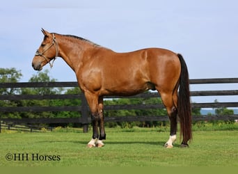 Andere Rassen, Ruin, 10 Jaar, Buckskin
