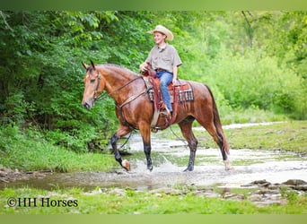 Andere Rassen, Ruin, 10 Jaar, Buckskin