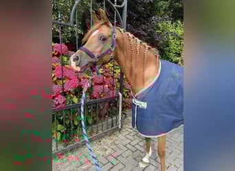 Andere Rassen, Ruin, 11 Jaar, 148 cm, Bruin