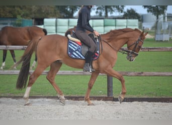 Andere Rassen, Ruin, 11 Jaar, 154 cm, Vos