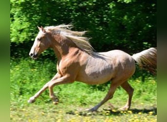 Andere Rassen Mix, Ruin, 11 Jaar, 158 cm, Overo-alle-kleuren