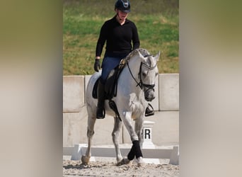 Andere Rassen, Ruin, 11 Jaar, 158 cm, Schimmel