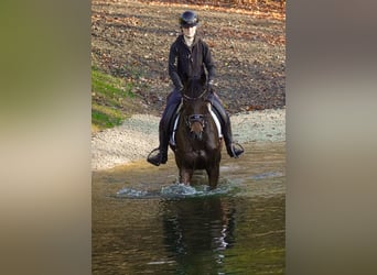 Andere Rassen, Ruin, 11 Jaar, 162 cm, Bruin