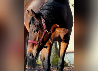 Andere Rassen, Ruin, 11 Jaar, 162 cm, Bruin