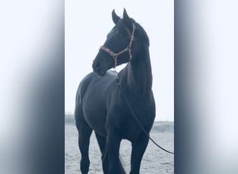Andere Rassen, Ruin, 11 Jaar, 162 cm, Zwart