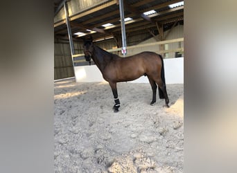 Andere Rassen, Ruin, 11 Jaar, 164 cm, Donkerbruin