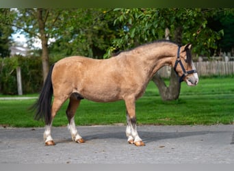 Andere Rassen, Ruin, 12 Jaar, 113 cm, Falbe
