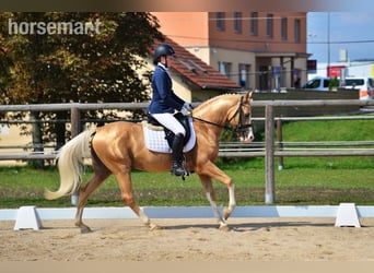 Andere Rassen, Ruin, 12 Jaar, 145 cm, Palomino