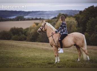 Andere Rassen, Ruin, 12 Jaar, 145 cm, Palomino