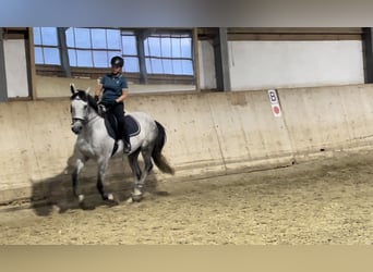 Andere Rassen, Ruin, 12 Jaar, 159 cm, Schimmel