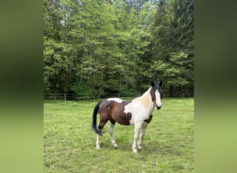 Andere Rassen, Ruin, 12 Jaar, 165 cm, Gevlekt-paard