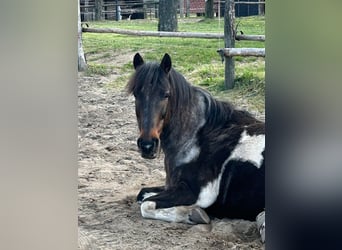 Andere Rassen Mix, Ruin, 13 Jaar, 135 cm, Gevlekt-paard