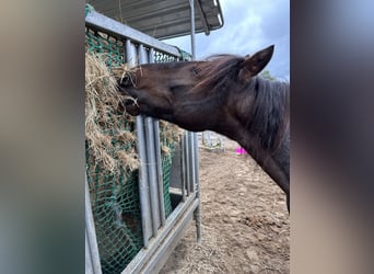 Andere Rassen Mix, Ruin, 13 Jaar, 135 cm, Gevlekt-paard