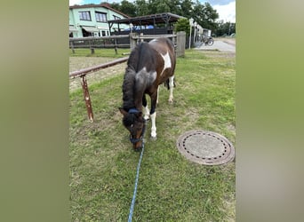 Andere Rassen Mix, Ruin, 13 Jaar, 135 cm, Gevlekt-paard