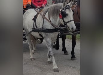 Andere Rassen Mix, Ruin, 13 Jaar, 140 cm, Appelschimmel