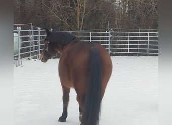 Andere Rassen, Ruin, 13 Jaar, 158 cm, Bruin