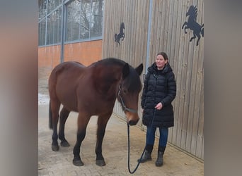 Andere Rassen, Ruin, 13 Jaar, 158 cm, Bruin