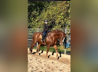 Andere Rassen Mix, Ruin, 13 Jaar, 160 cm, Vos