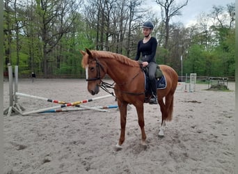 Andere Rassen, Ruin, 13 Jaar, 168 cm, Vos