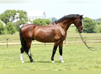 Andere Rassen, Ruin, 13 Jaar, Roodbruin