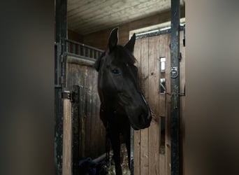 Andere Rassen Mix, Ruin, 14 Jaar, 158 cm, Zwart