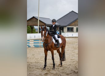 Andere Rassen, Ruin, 14 Jaar, 166 cm, Bruin