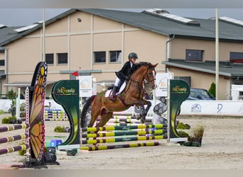 Andere Rassen, Ruin, 14 Jaar, 166 cm, Bruin