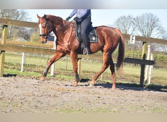 Andere Rassen, Ruin, 15 Jaar, 166 cm, Vos