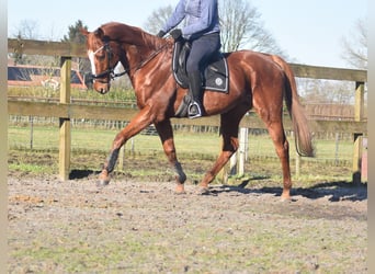 Andere Rassen, Ruin, 15 Jaar, 166 cm, Vos