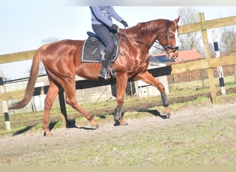 Andere Rassen, Ruin, 15 Jaar, 166 cm, Vos