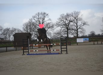 Andere Rassen, Ruin, 15 Jaar, 175 cm, Bruin