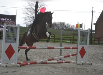 Andere Rassen, Ruin, 15 Jaar, 175 cm, Bruin