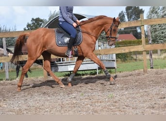 Andere Rassen, Ruin, 16 Jaar, 160 cm, Vos