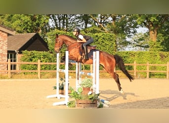 Andere Rassen, Ruin, 17 Jaar, 148 cm, Bruin